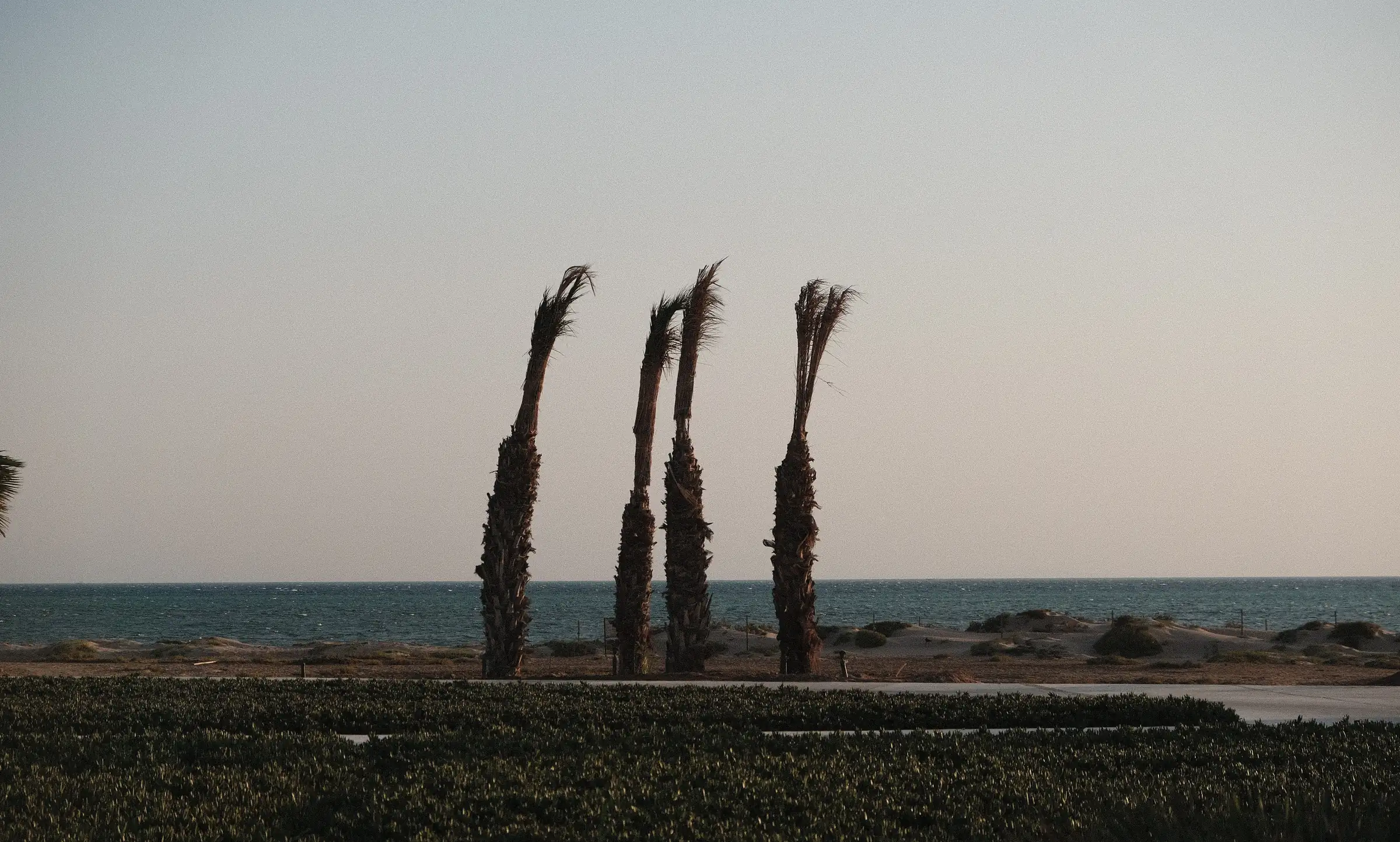 Four wind-bent palm trees on the Red Sea shore under a pale sky